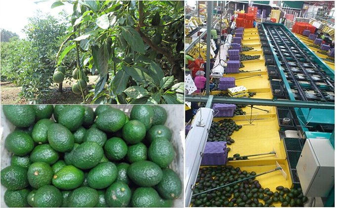 墨西哥HASS品种牛油果