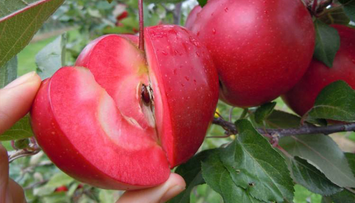 日本“红之梦”苹果